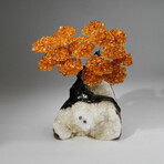 Citrine Gemstone Tree on Quartz Matrix // 6.1 lb