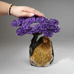 Amethyst Gemstone Tree on Citrine Matrix // The Empowerment Tree II // 4.9 lb