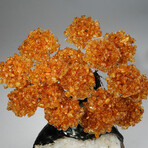 Citrine Gemstone Tree on Quartz Matrix // 6.1 lb