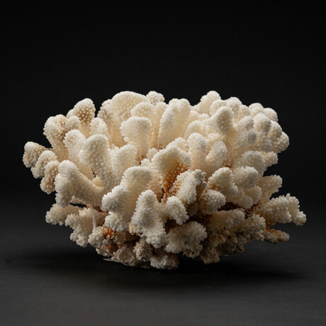 Genuine Cat's Paw Coral // 5.0lb
