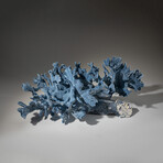 Genuine Blue Ridge Coral // 8.8lb