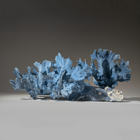 Genuine Blue Ridge Coral // 8.8lb