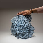 Genuine Blue Ridge Coral // 24.2lb