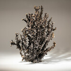 Genuine Brown Branch Coral // 7.0lb