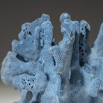 Genuine Blue Ridge Coral // 1.8lb