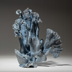 Genuine Blue Ridge Coral // 1.3lb