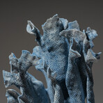 Genuine Blue Ridge Coral // 1.3lb