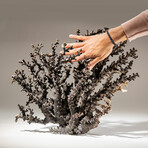 Genuine Brown Branch Coral // 7.0lb