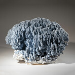 Genuine Blue Ridge Coral // 46.0lb