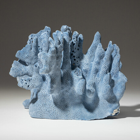 Genuine Blue Ridge Coral // 1.8lb