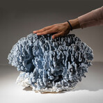 Genuine Blue Ridge Coral // 46.0lb