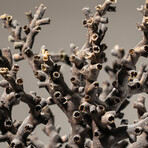 Genuine Brown Branch Coral // 7.0lb