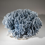 Genuine Blue Ridge Coral // 46.0lb