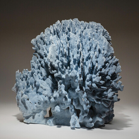 Genuine Blue Ridge Coral // 24.2lb