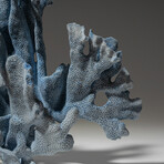 Genuine Blue Ridge Coral // 1.3lb