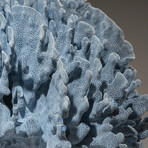 Genuine Blue Ridge Coral // 24.2lb