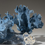 Genuine Blue Ridge Coral // 8.8lb