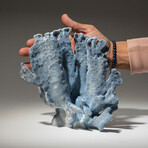 Genuine Blue Ridge Coral // 1.6lb