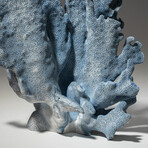 Genuine Blue Ridge Coral // 1.6lb