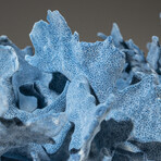 Genuine Blue Ridge Coral // 8.8lb