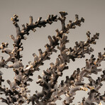 Genuine Brown Branch Coral // 7.0lb