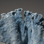 Genuine Blue Ridge Coral // 1.6lb