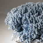 Genuine Blue Ridge Coral // 46.0lb