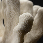 Genuine Cat's Paw Coral // 4.2lb