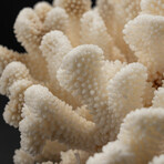 Genuine Cat's Paw Coral // 5.0lb