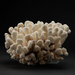 Genuine Cat's Paw Coral // 5.0lb