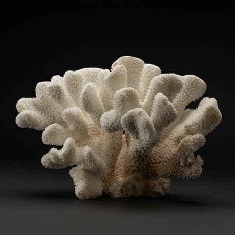 Genuine Cat's Paw Coral // 7.5lb