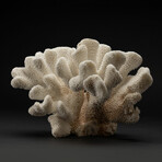 Genuine Cat's Paw Coral // 7.5lb