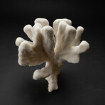 Genuine Cat's Paw Coral // 4.2lb