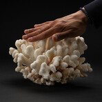 Genuine Cat's Paw Coral // 5.0lb