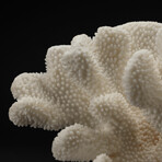 Genuine Cat's Paw Coral // 7.5lb