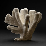 Genuine Cat's Paw Coral // 4.2lb