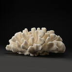 Genuine Cat's Paw Coral // 11.4lb