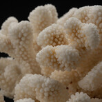 Genuine Cat's Paw Coral // 4.9lb