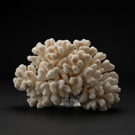 Genuine Cat's Paw Coral // 4.9lb