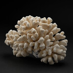 Genuine Cat's Paw Coral // 4.9lb
