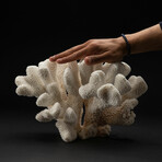 Genuine Cat's Paw Coral // 7.5lb
