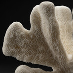 Genuine Cat's Paw Coral // 4.2lb
