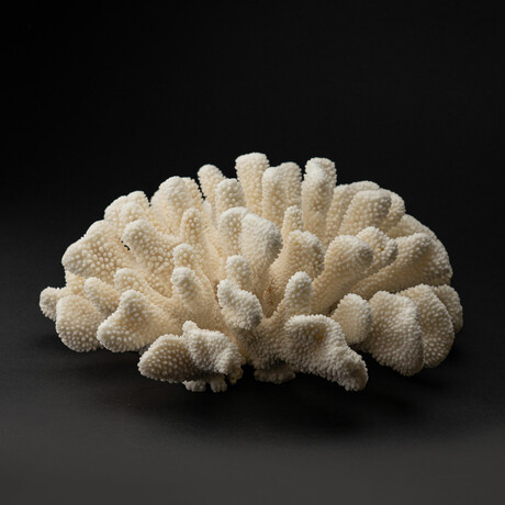Genuine Cat's Paw Coral // 11.4lb