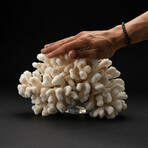 Genuine Cat's Paw Coral // 4.9lb