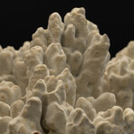 Genuine Green Fire Coral // 12.4lb