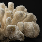 Genuine Cat's Paw Coral // 11.4lb