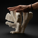 Genuine Cat's Paw Coral // 4.2lb