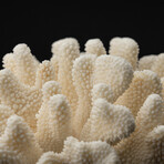 Genuine Cat's Paw Coral // 11.4lb