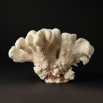 Genuine Cat's Paw Coral // 1.6lb