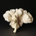 Genuine Cat's Paw Coral // 1.6lb